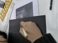 novembre - série des félins