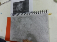 novembre - série des félins