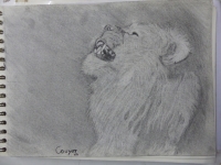 novembre - série des félins suite et fin